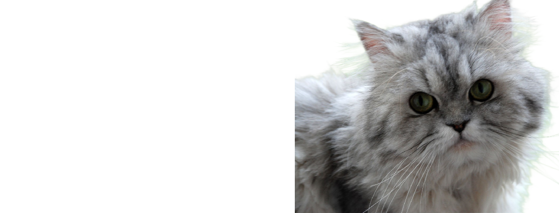 Find Your Perfect Pet Here