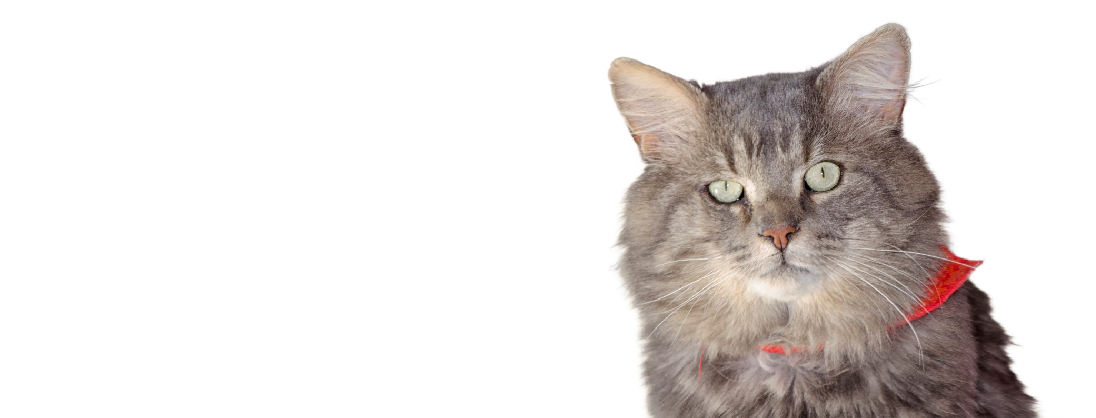 Your Ideal Pet is Waiting for You